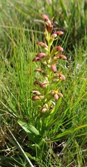 Disa brevicornis image