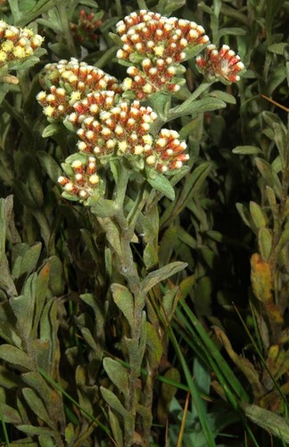 Helichrysum image