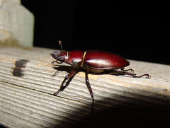 Lucanus elaphus