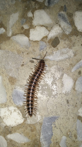 Chamberlinius hualienensis