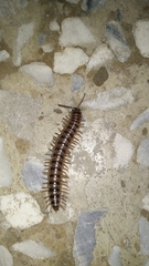 Chamberlinius hualienensis