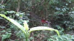 Hetaerina cruentata
