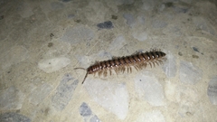 Chamberlinius hualienensis