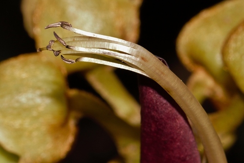 Mucuna coriacea subsp. irritans image