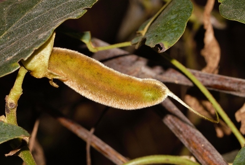 Mucuna coriacea image