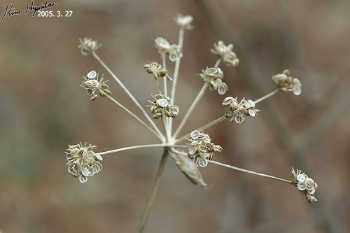 Angelica cartilaginomarginata iNat (3)
