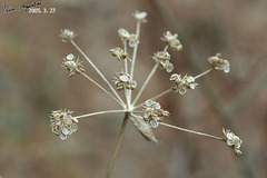 Angelica cartilaginomarginata