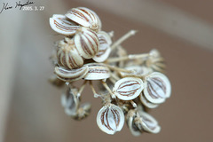 Angelica cartilaginomarginata