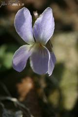 Viola mandshurica