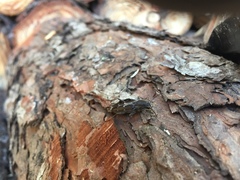 Xylotrechus sagittatus