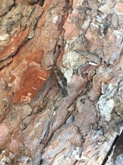 Xylotrechus sagittatus