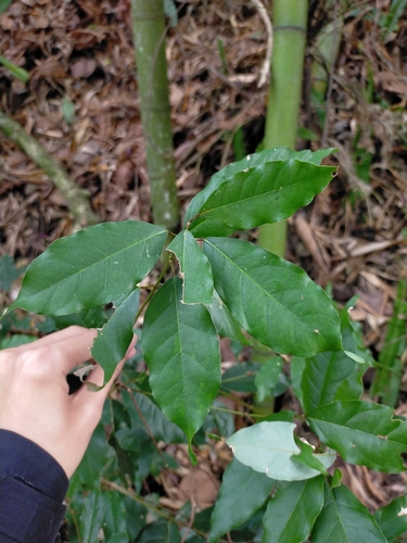 Acer albopurpurascens (Acer albopurpurascens)