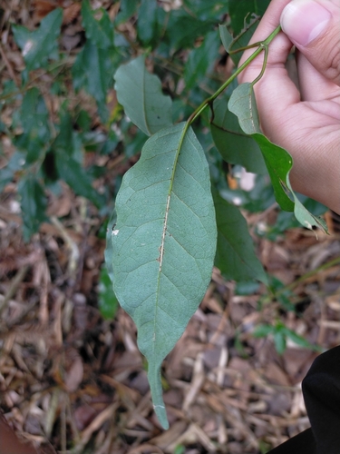 Image of Acer albopurpurascens by (c) Yu-Chang Chen, some rights reserved (CC BY)
