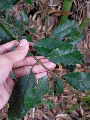 Image of Acer albopurpurascens by (c) Yu-Chang Chen, some rights reserved (CC BY)