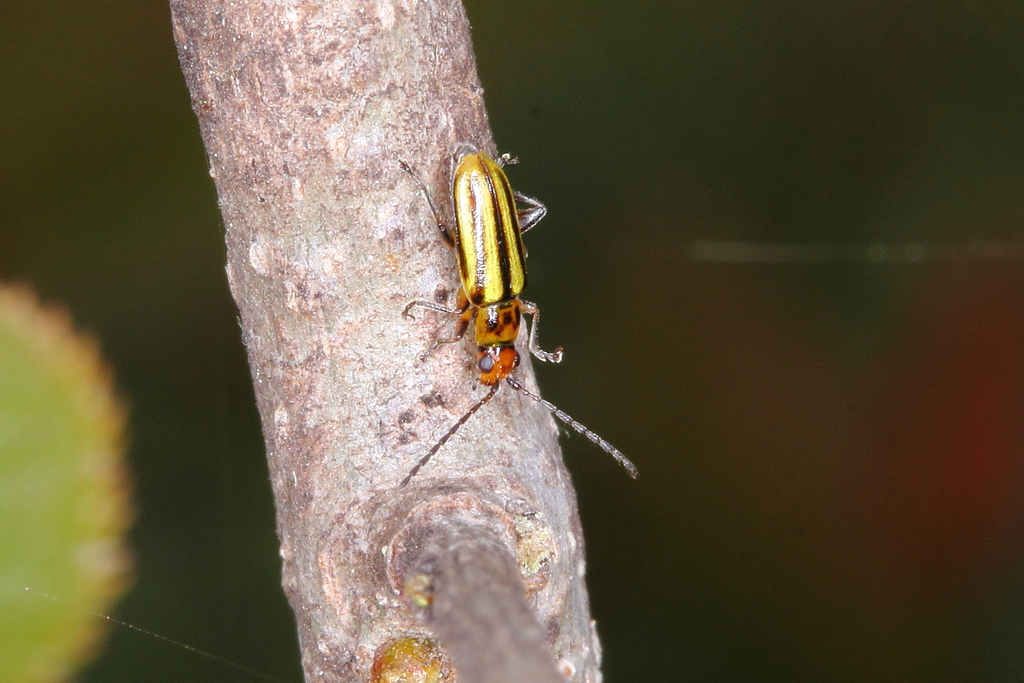Grammicopterus