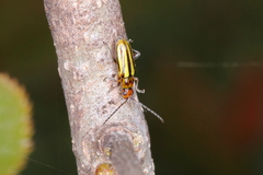 Grammicopterus flavescens