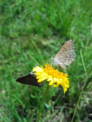 Zabuella tenellus