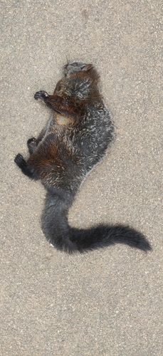 Indian Giant Flying Squirrel