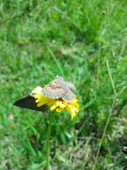 Zabuella tenellus
