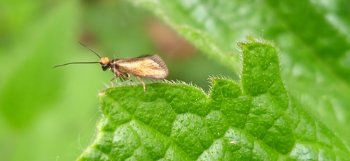 Micropterix calthella