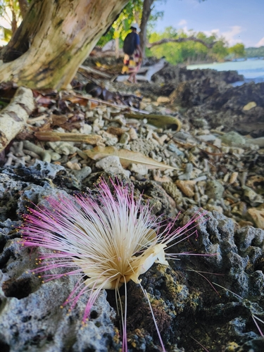 Barringtonia asiatica
