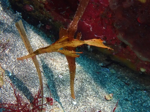 Ghost Pipefish