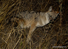 Canis aureus indicus