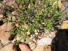Erica serrata