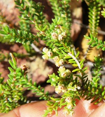 Erica serrata