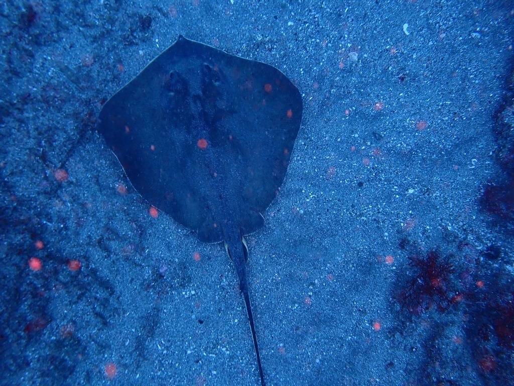 Red Stingray in May 2023 by eerie_0601 · iNaturalist