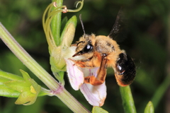 Cadeguala occidentalis
