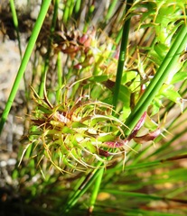 Cullumia setosa setosa