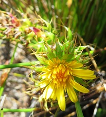 Cullumia setosa setosa