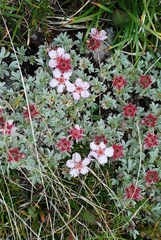 Potentilla nitida