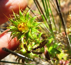 Cullumia setosa setosa