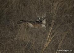 Canis aureus indicus