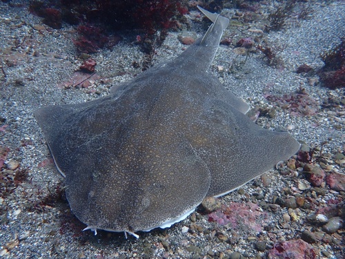 Japanese angelshark (Squatina japonica) — Squatinidae — 3