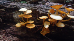 Marasmius rhyssophyllus