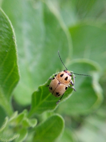 Genus Metallactus · iNaturalist