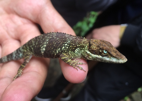 Anolis tequendama