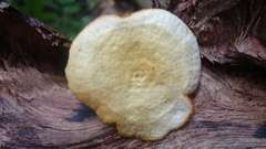 Marasmius rhyssophyllus