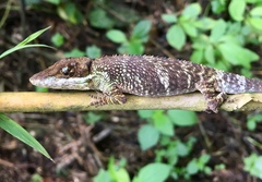 Anolis heterodermus