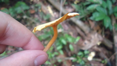 Marasmius rhyssophyllus