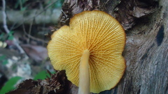 Marasmius rhyssophyllus