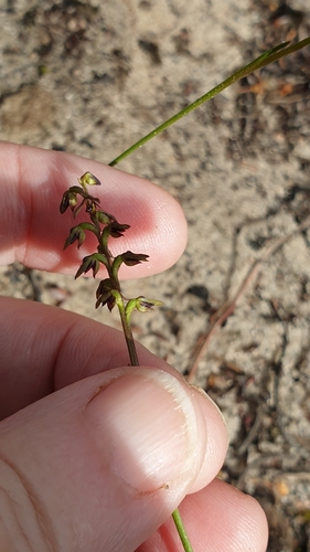 Image of Genoplesium rufum by (c) Rosalie Lawrence, some rights reserved (CC BY)