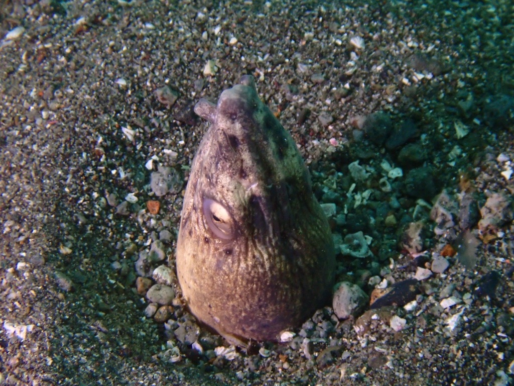 Black-finned Snake Eel from 荻, 伊東市, 静岡県, JP on May 1, 2023 at 05:30 PM ...