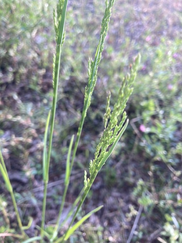 Poa sphondylodes iNat (1)