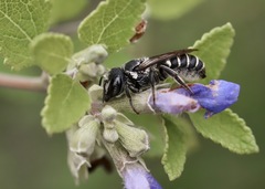 Megachile exilis