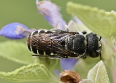 Megachile exilis