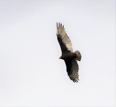 Cathartes aura septentrionalis